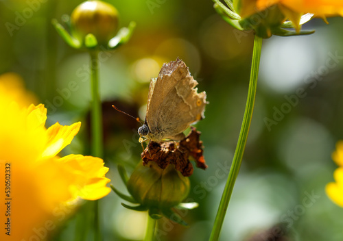  Purple hairstreak  in natural environment. Insect close-up. Favonius quercus. Butterfly on a flower.
 photo