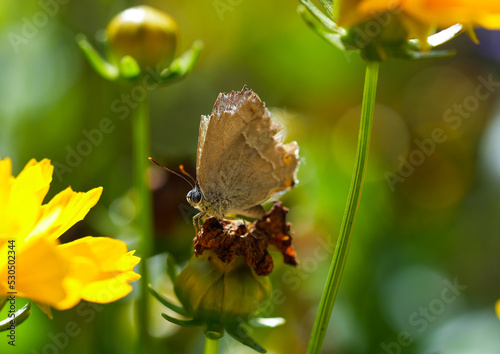  Purple hairstreak  in natural environment. Insect close-up. Favonius quercus. Butterfly on a flower.
 photo