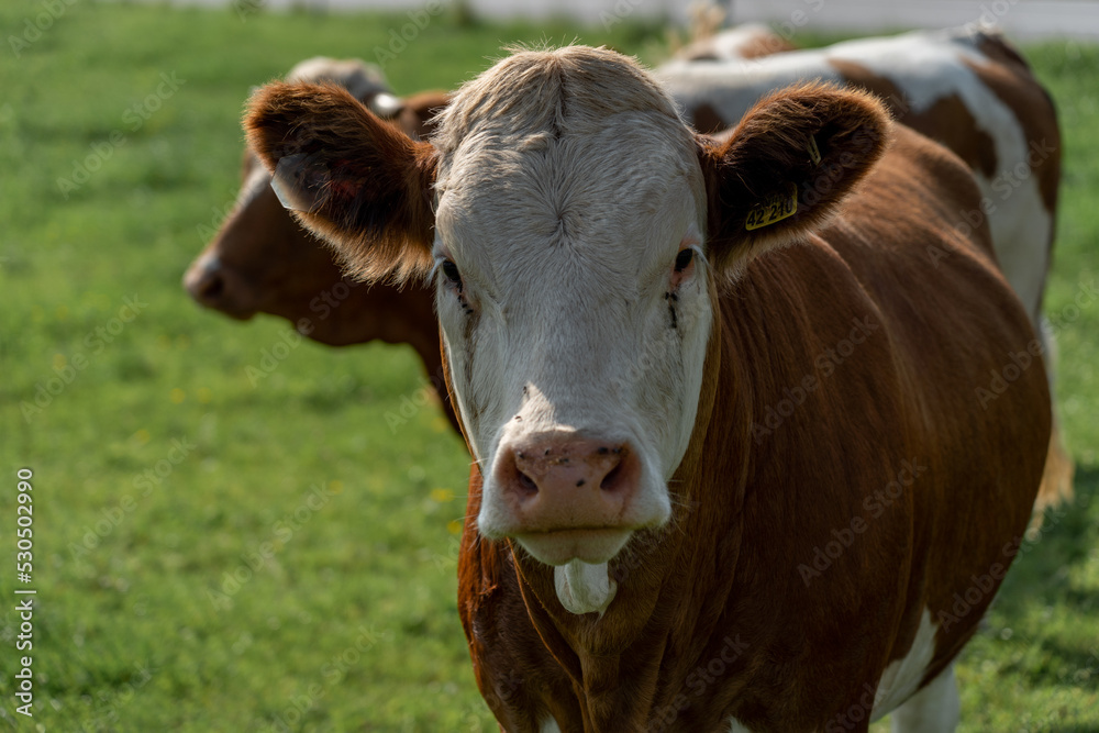 Kuh im Allgäu Kuh im Allgäu