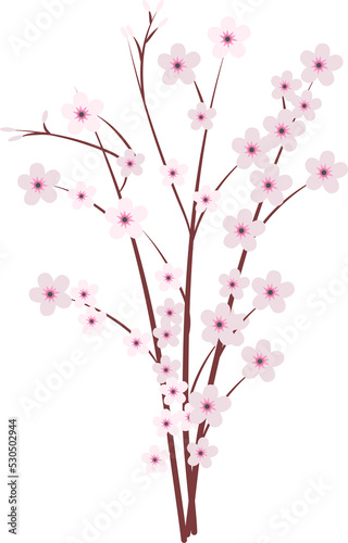 Sakura japan cherry branch with blooming flowers