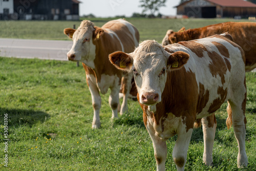 cows in a field © Paul
