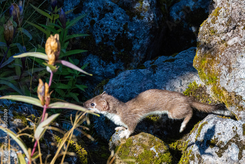 stoat in the forest