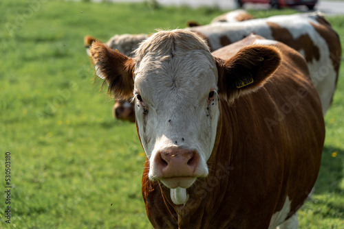 Kuh im Allgäu