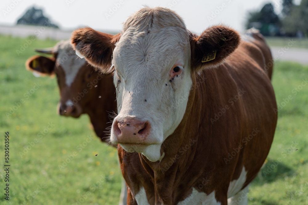 Kuh im Allgäu Kuh im Allgäu