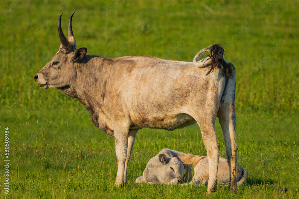 Grazing cows in the meadows of Austria. Grazing cows in the meadows of Austria.