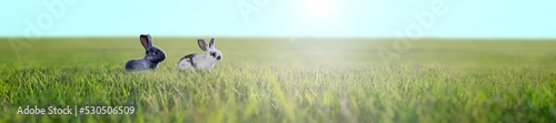 逆光の緑の草原の中を歩く子ウサギ2匹のパノラマ。環境,自然,エコロジーのイメージ素材 © chikala