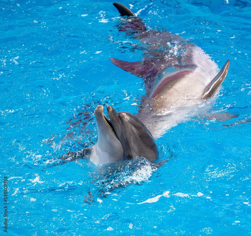 Fototapeta premium Portrait of a dolphin in the pool.
