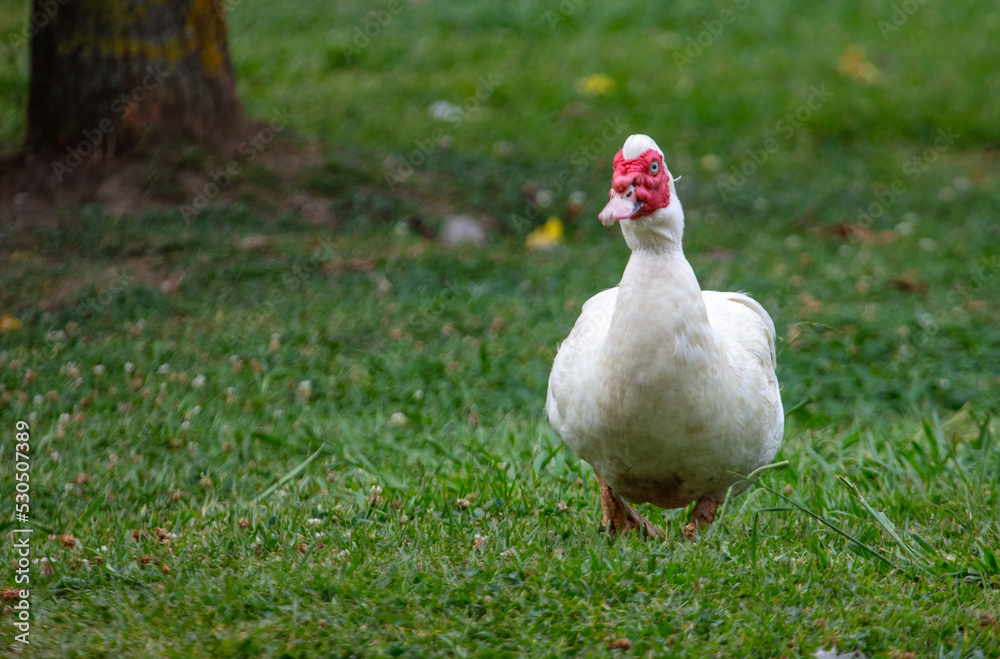 White goose portrait on green grass in summer. White goose portrait on green grass in summer.