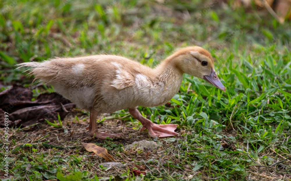 Little duckling on green grass in summer. Little duckling on green grass in summer.