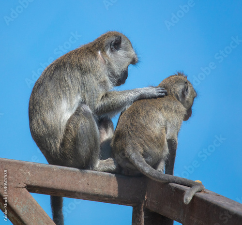 Two monkeys against the blue sky.