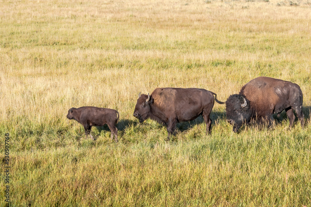 Bisons (Bison bison) in Yellowstone National Park, USA Bisons (Bison bison) in Yellowstone National Park, USA