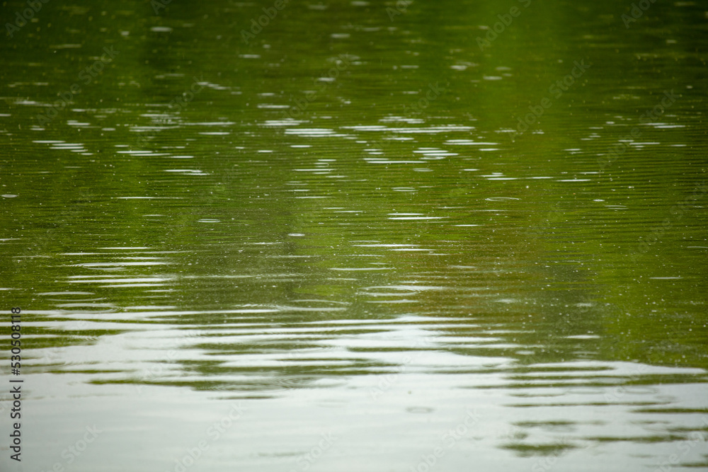 Raindrops on the surface of the water in the pond. Raindrops on the surface of the water in the pond.