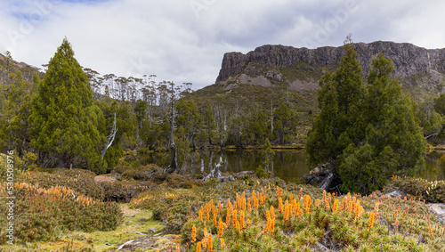 flowering scoparia growing at the pool of bethesda in walls of jerusalem national park photo