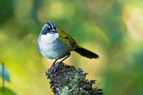 Grey-browed brushfinch (Arremon assimilis) is a species of bird in the family Passerellidae. It is found in the undergrowth of humid forest, especially near the edges, at altitudes of 300 to 1,200 met