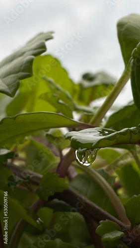 rain drops on a leaf