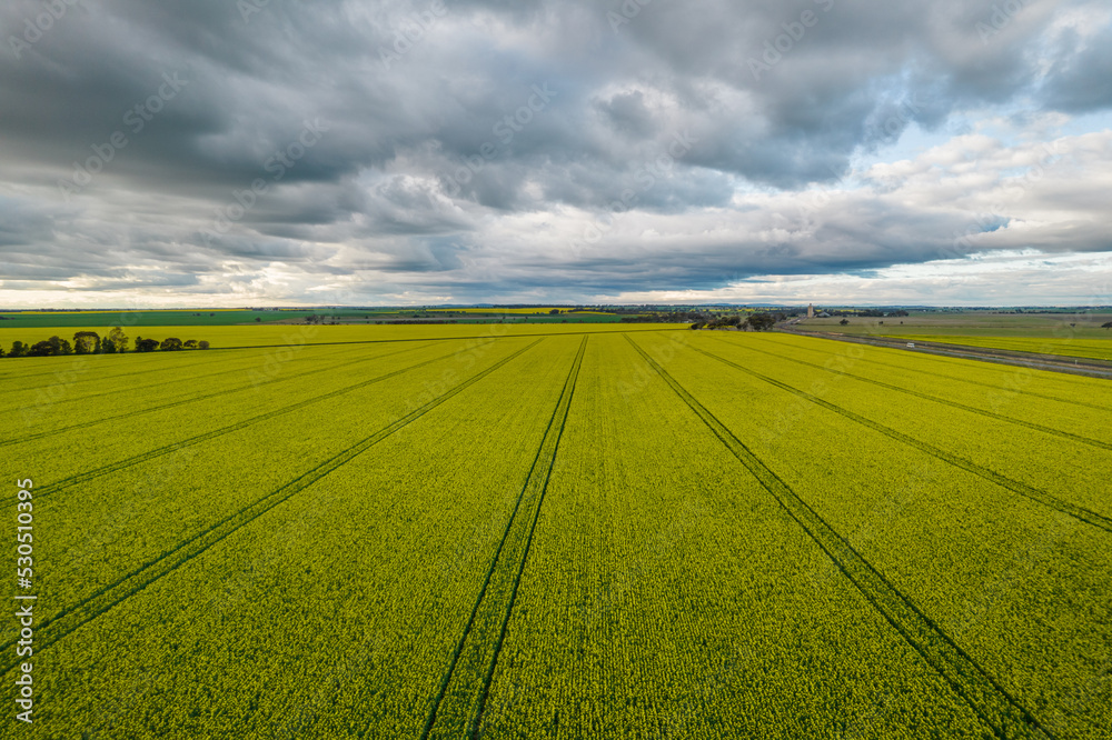 Looking down on a canola crop with storm clouds in the distance.