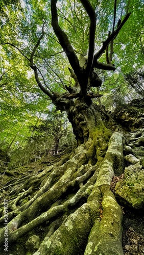 tree in the forest