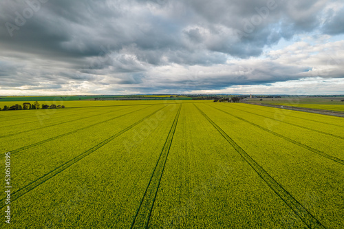 Looking down on a canola crop with storm clouds in the distance. © jodie777