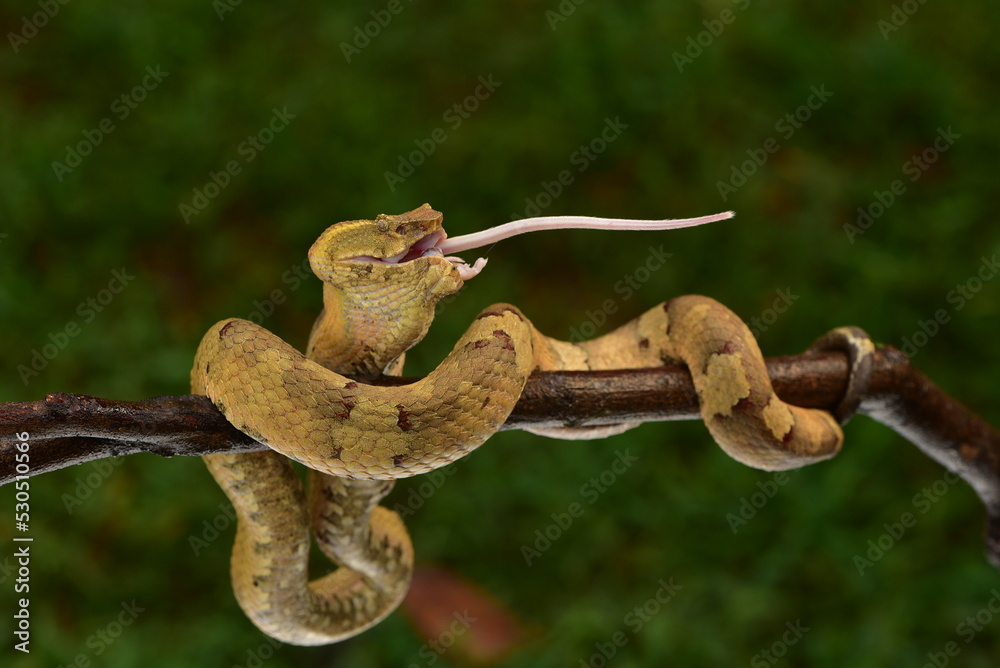 Craspedocephalus puniceus is a venomous pit viper species endemic to