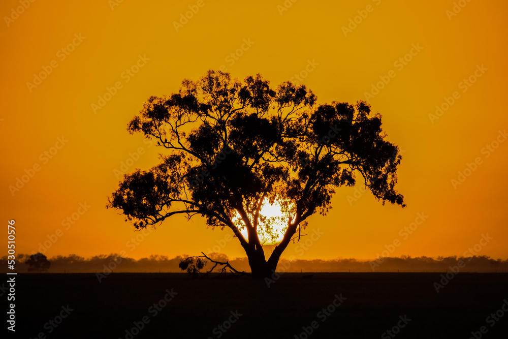Large sun setting behind a tree silhouette in the orange sky. Large sun setting behind a tree silhouette in the orange sky.