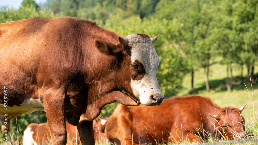 Fototapeta premium Cows at the mountain natural meadow during summer sunny day.