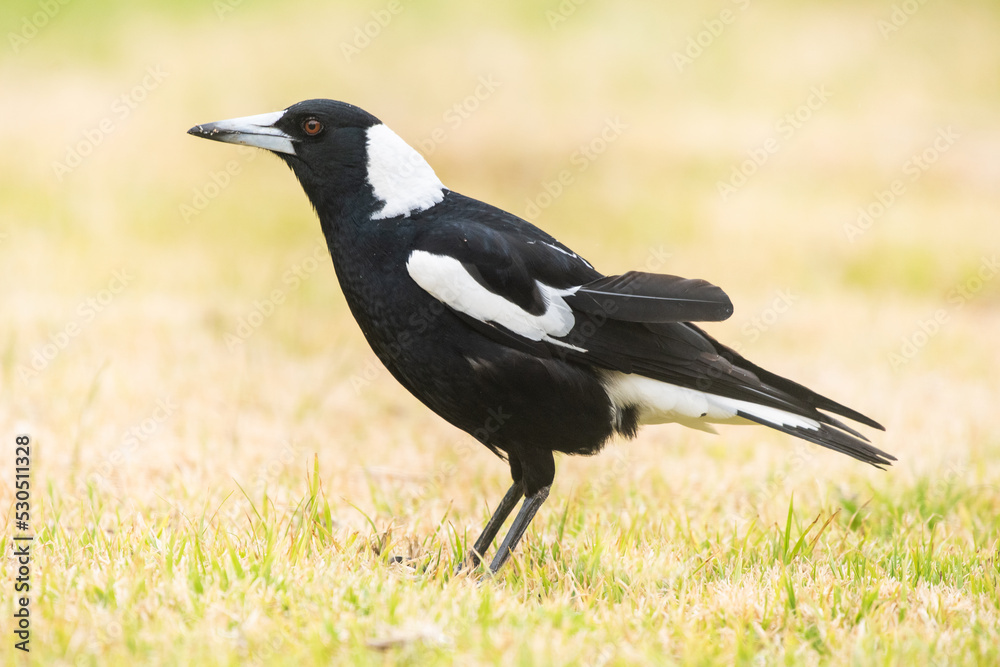 Australian magpie standing on dry grass. Australian magpie standing on dry grass.