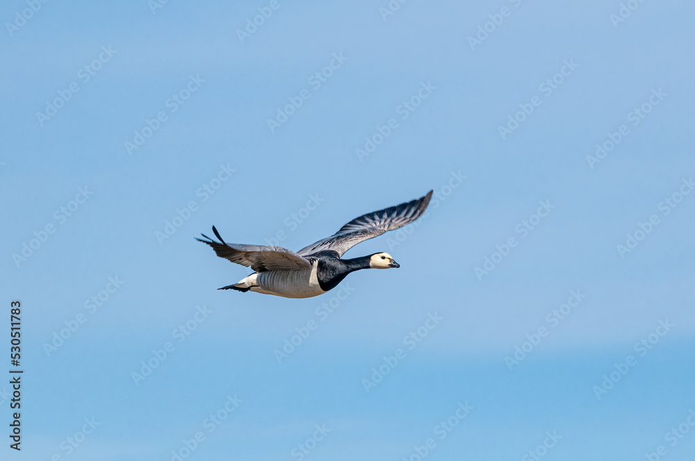 Obraz premium Barnacle Goose (Branta leucopsis) in Barents Sea coastal area