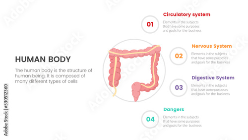 intestine gut human anatomy infographic concept for slide presentation with 4 point list data information