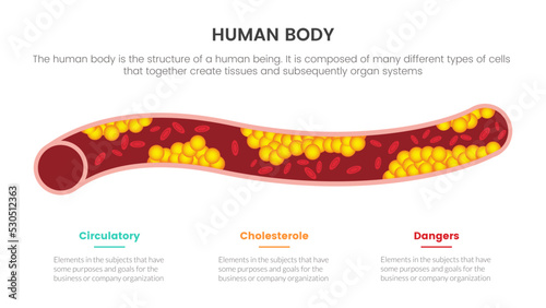 cholesterol human anatomy infographic concept for slide presentation with 3 point list data information photo