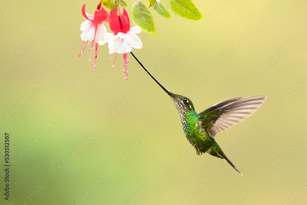 Photo & Art Print Sword-billed hummingbird (Ensifera ensifera), also ...