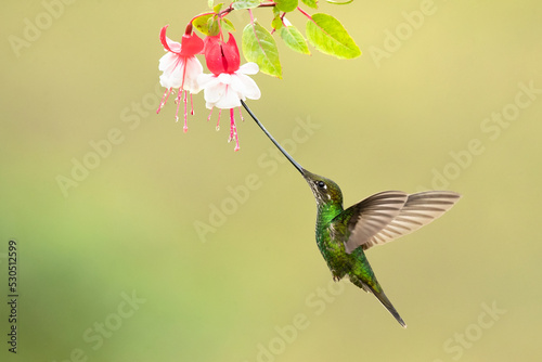 Sword-billed hummingbird (Ensifera ensifera), also known as the swordbill, is a neotropical species of hummingbird from the Andean regions of South America.