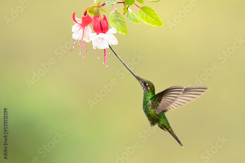 Sword-billed hummingbird (Ensifera ensifera), also known as the swordbill, is a neotropical species of hummingbird from the Andean regions of South America. photo