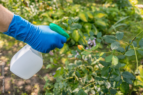 treatment in the garden of young shoots of roses from aphids, whiteflies and insect pests photo