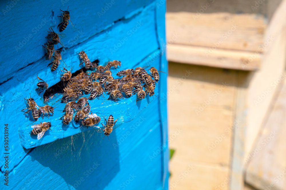 Swarming bees at the entrance of old beehive in apiary.. Swarming bees at the entrance of old beehive in apiary..