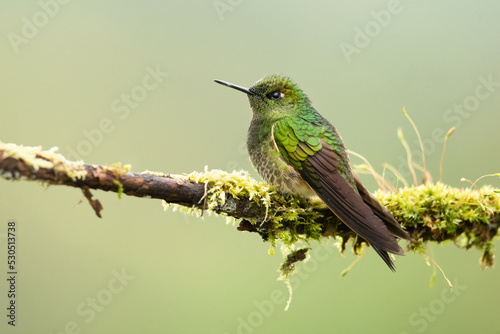 Buff-tailed coronet (Boissonneaua flavescens) is a species of hummingbird in the 