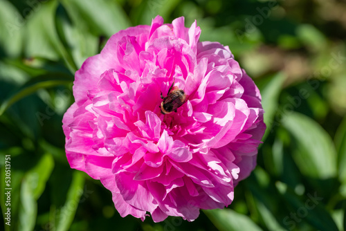 Fototapeta Naklejka Na Ścianę i Meble -  Paeonia Joker. Double pink peony flower. 