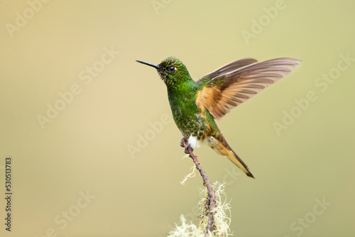 Buff-tailed coronet (Boissonneaua flavescens) is a species of hummingbird in the "brilliants", tribe Heliantheini in subfamily Lesbiinae. It is found in Colombia, Ecuador, and Venezuela. © Milan