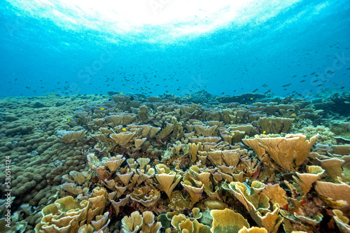Photography Reef scenic with pristine foliose corals, Raja Ampat Indnonesia.