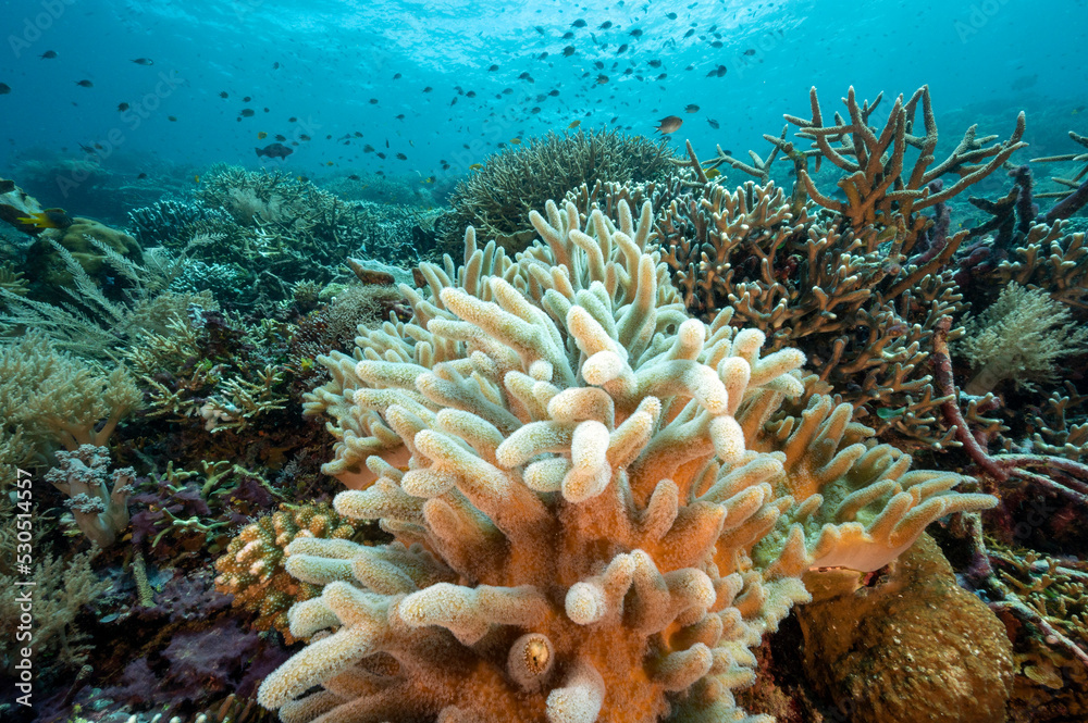 Reef scenic with soft coral, Sinularia flexibilis, Raja Ampat Indonesia. Reef scenic with soft coral, Sinularia flexibilis, Raja Ampat Indonesia.