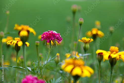 flowers in the garden © Artem
