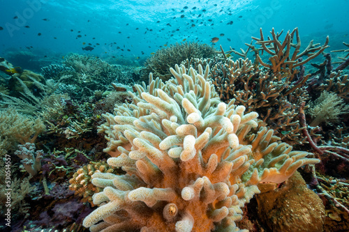 Fototapeta Naklejka Na Ścianę i Meble -  Reef scenic with soft coral, Sinularia flexibilis, Raja Ampat Indonesia.