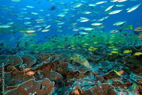 Reef scenic with Barramundi, Cromileptes altivelis, Raja Ampat Indonesia.