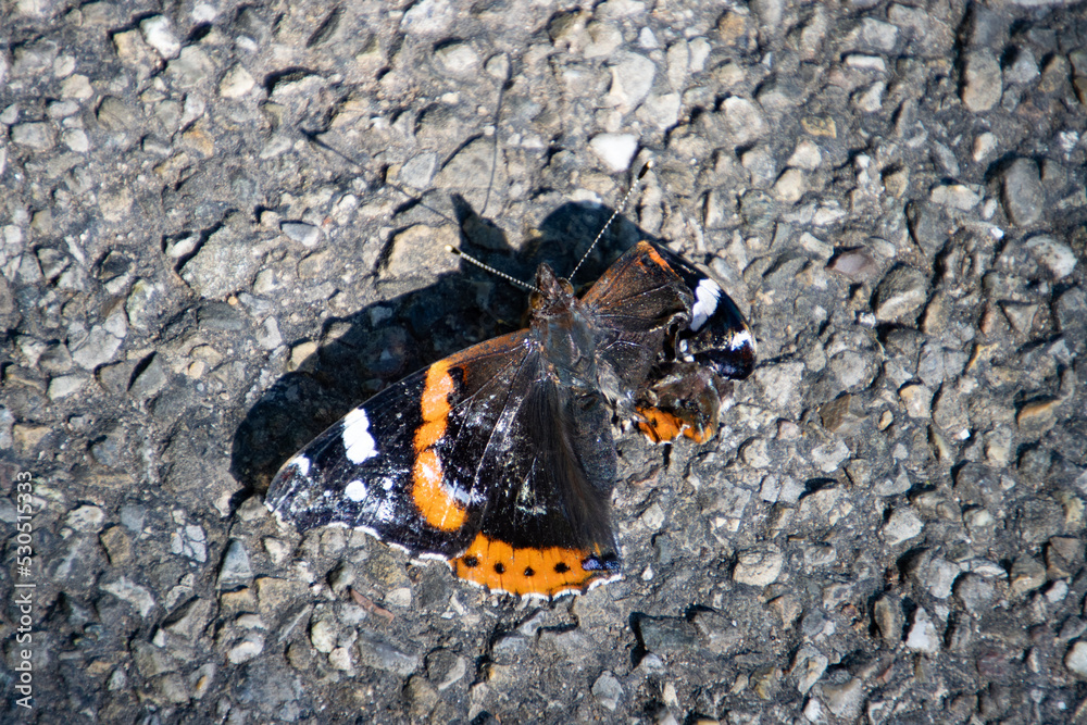 Red admiral butterfly sitting on the pavement and trying to fly with a damaged wing, Vanessa atalanta