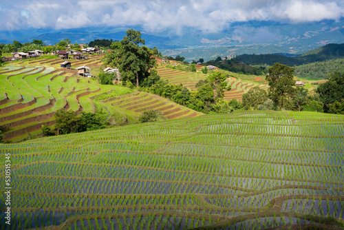 View of lush green paddy field is a flooded parcel of land for growing rice during the rice growing season.