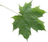 Isolated green maple leaf