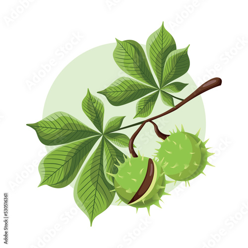 Horse chestnut fruits with leaves on a branch. Vector illustration photo