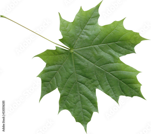 Fotografie, Obraz Isolated green maple leaf