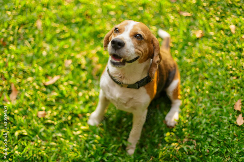 Close-up photo of beagle dog sitting on grass with blurred background