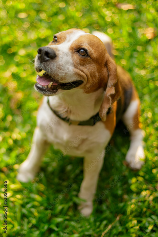 Close-up photo of beagle dog sitting on grass with blurred background