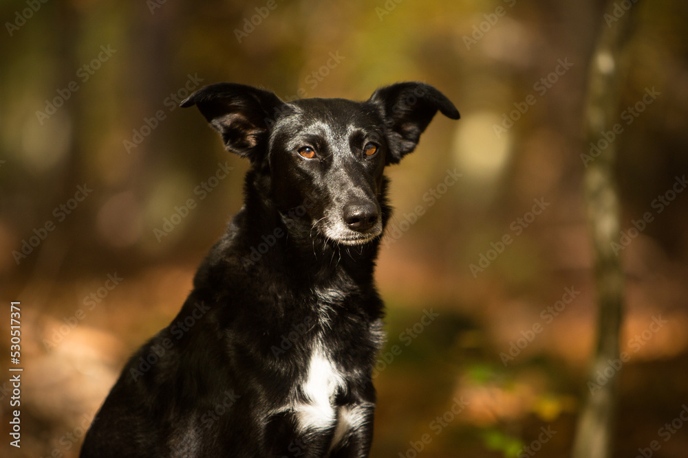 cute black mixed dog in fall cute black mixed dog in fall